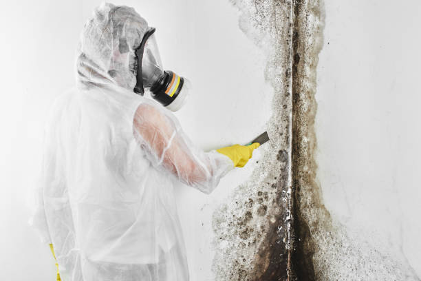 Mold Remediation for Vacation Homes in Reston, VA